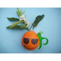 {product_name} directamente del agricultor - Quiero Naranjas