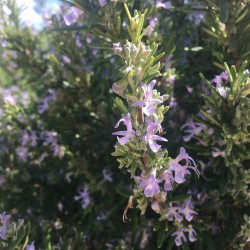 Rosemary honey 500 g
