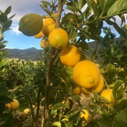 Mermelada de Limón Ecologica 240 g