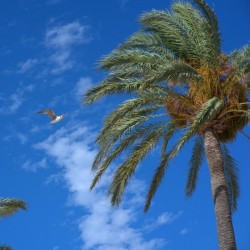 Dates, Organic 200 g