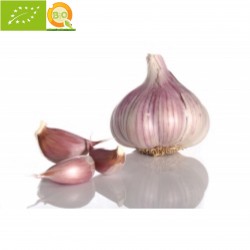 Garlic, Purple Green 240-260 g