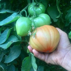 Tomate Valenciano 5 kg Tomate Valenciano 5 kg