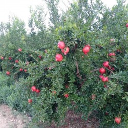 Granada Dulce para zumo 5 kg (acco)