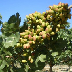 Pistachio Green Spain 100 g Pistachio Green Spain 100 g