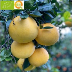 {product_name} directamente del agricultor - Quiero Naranjas {product_name} directamente del agricultor - Quiero Naranjas