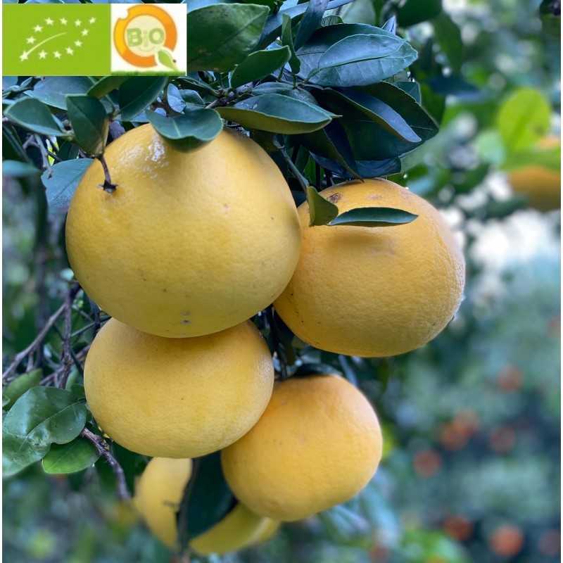 {product_name} directamente del agricultor - Quiero Naranjas {product_name} directamente del agricultor - Quiero Naranjas