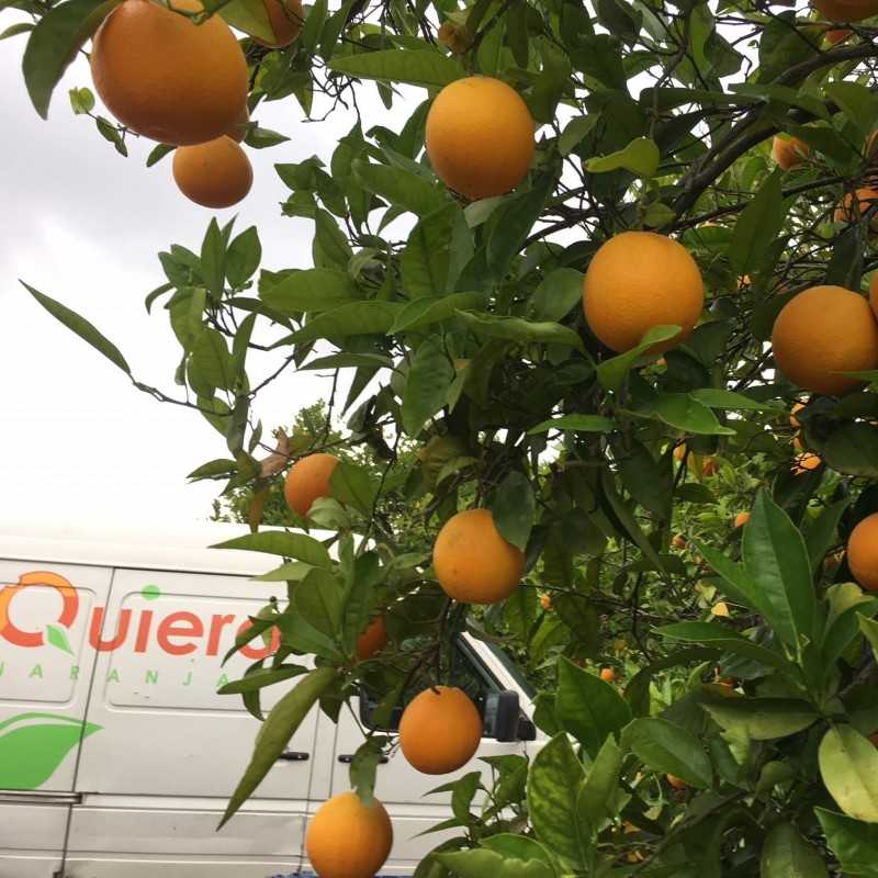 {product_name} directamente del agricultor - Quiero Naranjas