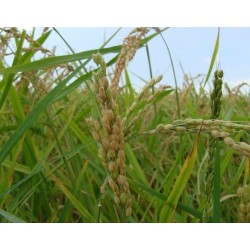 {product_name} directamente del agricultor - Quiero Naranjas