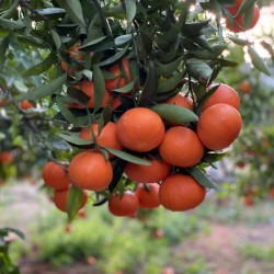 {product_name} directamente del agricultor - Quiero Naranjas {product_name} directamente del agricultor - Quiero Naranjas