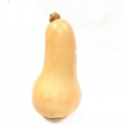 [category_name] from Spain