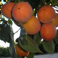 {product_name} directamente del agricultor - Quiero Naranjas