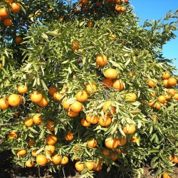 {product_name} directamente del agricultor - Quiero Naranjas