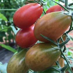 Tomate Cherry Pera 1 kg