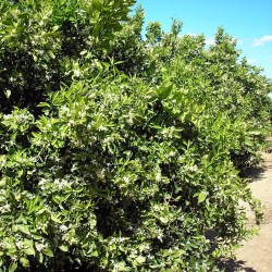 Bio-Blossom Green -- 35 g Bio-Blossom Green -- 35 g