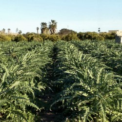 {product_name} directamente del agricultor - Quiero Naranjas