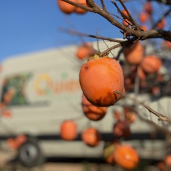 {product_name} directamente del agricultor - Quiero Naranjas