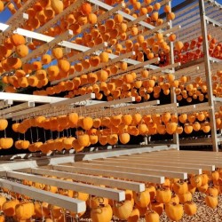 {product_name} directamente del agricultor - Quiero Naranjas
