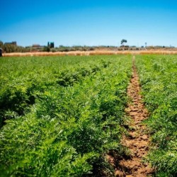 {product_name} directamente del agricultor - Quiero Naranjas {product_name} directamente del agricultor - Quiero Naranjas