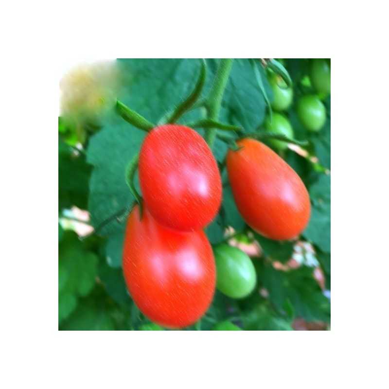 Tomate Ecológico Cherry 1 kg