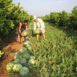{product_name} directamente del agricultor - Quiero Naranjas