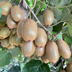 {product_name} directamente del agricultor - Quiero Naranjas