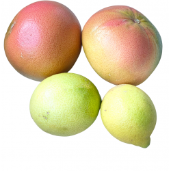 Buy Organic Grapefruits & Lemons from Valencia ? | Quieronaranjas | Quieronaranjas – Comprar Naranjas y Mandarinas Ecológicas de