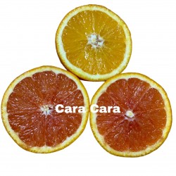 [category_name] frais