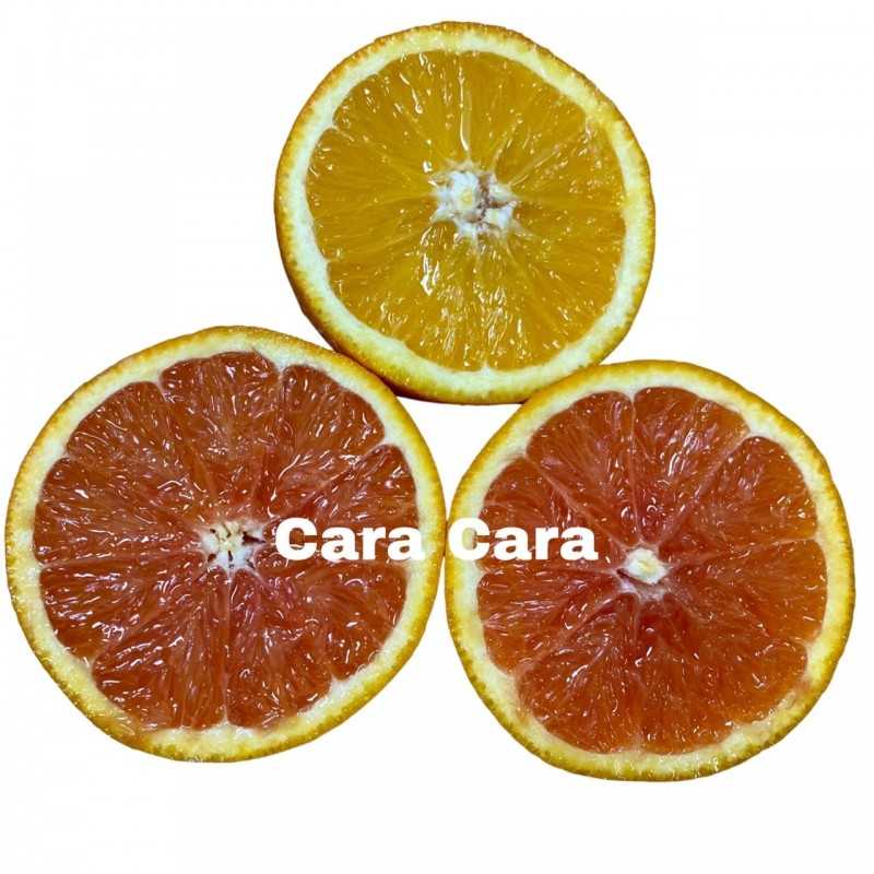 {product_name} directamente del agricultor - Quiero Naranjas