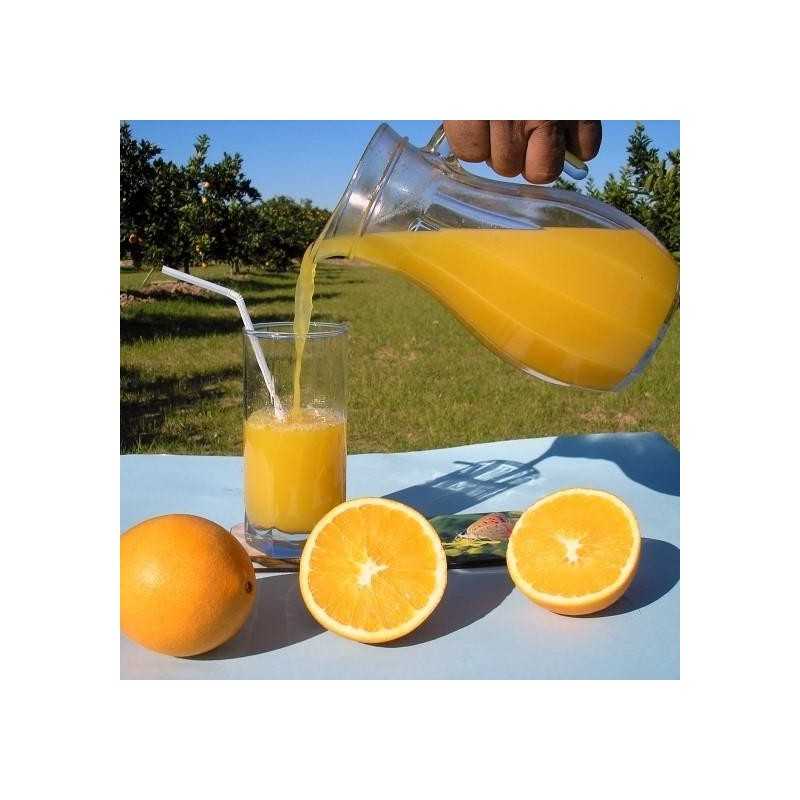 Naranjas Baratas Mesa y Zumo Naranjas Baratas Mesa y Zumo