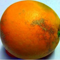 Orange Cheap Table and Juice -- 20 Kg Orange Cheap Table and Juice -- 20 Kg