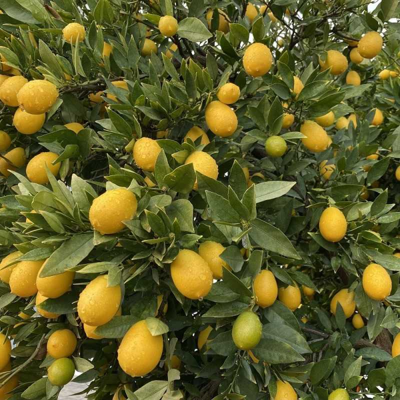 {product_name} directamente del agricultor - Quiero Naranjas