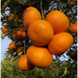 Frische [product_name]