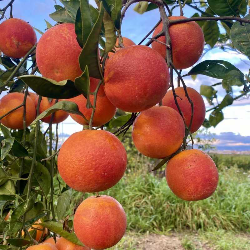 Naranja Roja Tarocco 5 Kg
