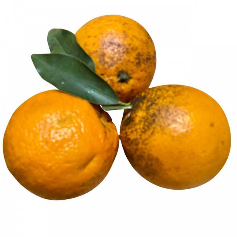 Frische [product_name]