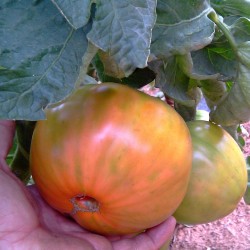{product_name} directamente del agricultor - Quiero Naranjas