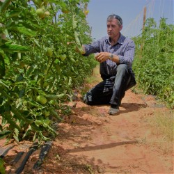 {product_name} directamente del agricultor - Quiero Naranjas