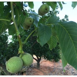 {product_name} directamente del agricultor - Quiero Naranjas {product_name} directamente del agricultor - Quiero Naranjas