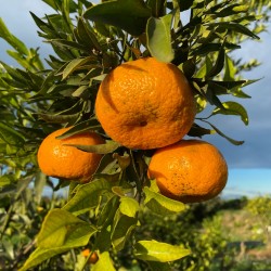 {product_name} directamente del agricultor - Quiero Naranjas