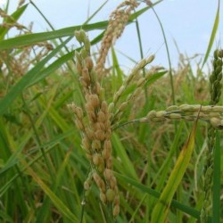 Arroz Bomba 1 kg-