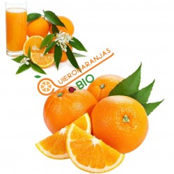 Buy Organic Oranges from Valencia | QuieroNaranjas