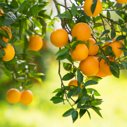 {product_name} directamente del agricultor - Quiero Naranjas