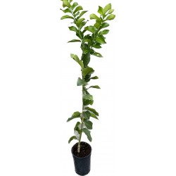 [category_name] natural