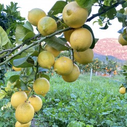 Frische [product_name]