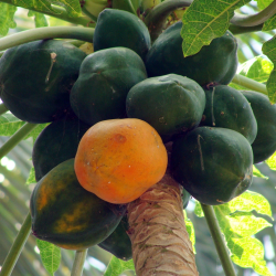 {product_name} directamente del agricultor - Quiero Naranjas