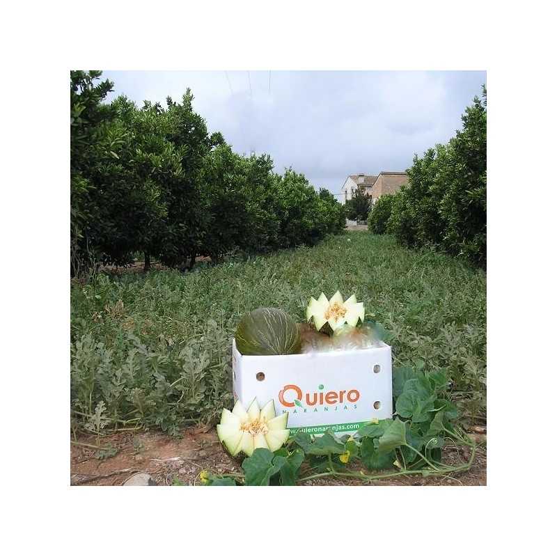 {product_name} directamente del agricultor - Quiero Naranjas {product_name} directamente del agricultor - Quiero Naranjas