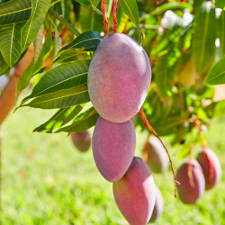 {product_name} directamente del agricultor - Quiero Naranjas {product_name} directamente del agricultor - Quiero Naranjas