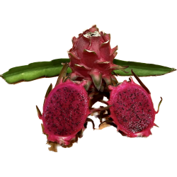 Frische [product_name]