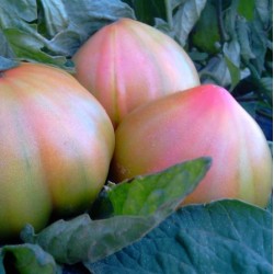 [category_name] frais
