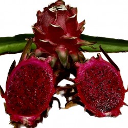 [category_name] natural
