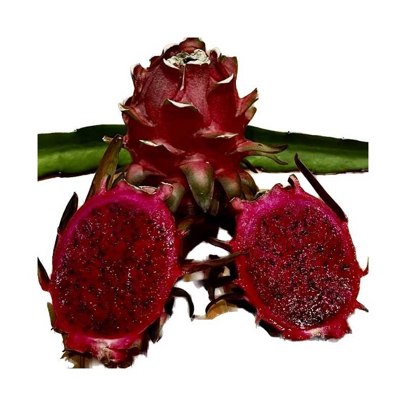 Pitaya Bio